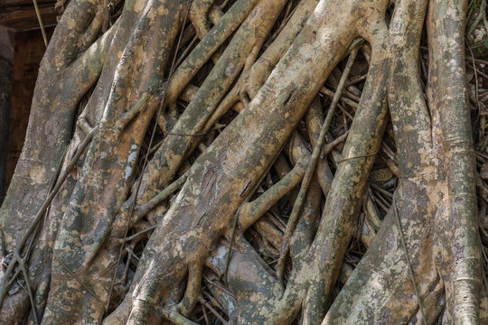 Banyan Roots Background