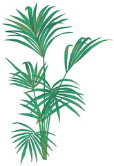 Sentry Palm illustration on a white background