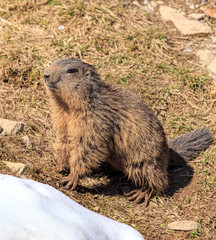 A marmot, the picture was taken on Mt. Stanserhorn in Switzerland in the beginning of May