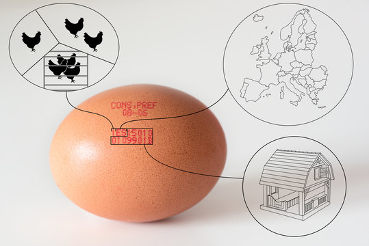 marking code numbers printed in egg explanation drawings. Europe registry regulations.