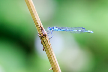 Damselfly