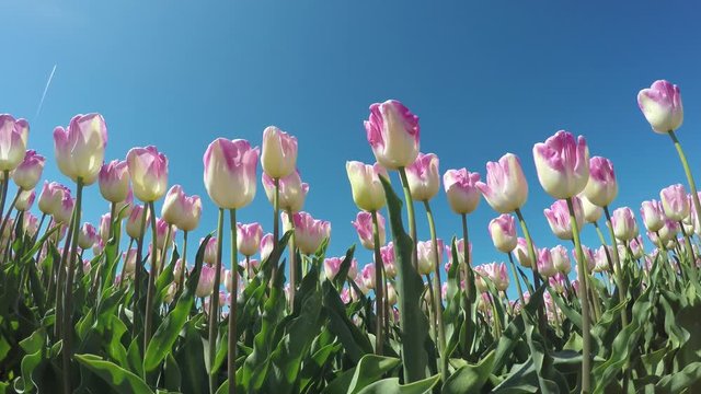 Tulips low angle blue-sky background beautfiul pink white flowers slowly moved by wind spingtime nice weather sunshine tulips are Dutch tourist attraction in Holland Netherlands around Amsterdam 4k