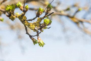 tree buds