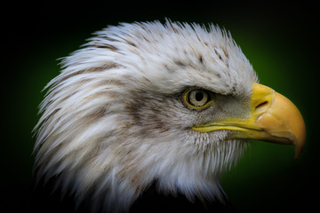 Bald eagle