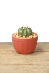 Cactus Melocactus in red pot on wooden floor, white background for insert text