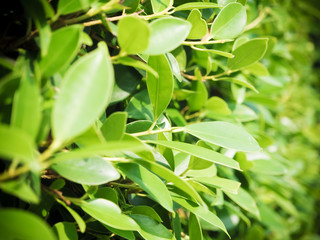 Natural green leave abstract background