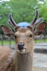 Deer in Nara, Kyoto, Japan