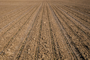 ploughed seedbed lines in a field