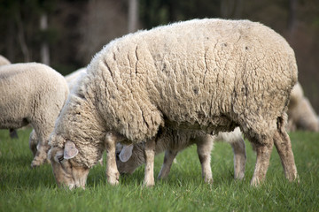 Fototapeta premium Sheep outside on meadow eat grass