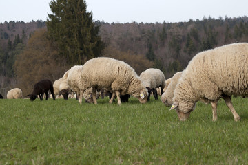 Fototapeta premium flock of Sheep outside on meadow eat grass