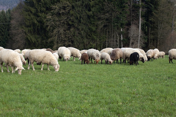 Obraz premium Sheep outside on meadow eat grass