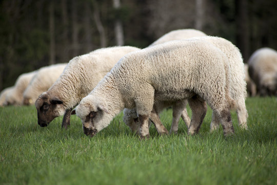 Schaf auf der Wiese fressen gras im sommer