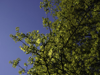 Ahorn Baumblüte im Frühling