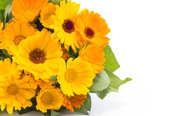 Marigold, calendula officinalis on a white background