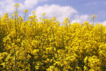 Rapsblüte