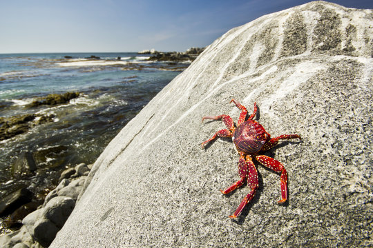close-up crab sitting on big stone near ocean beach