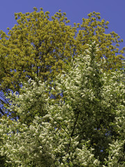 Blüte der gewöhnlichen Traubenkirsche vor blühendem Ahornbaum