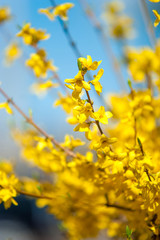Obraz premium Branches of yellow Forsythia flowers