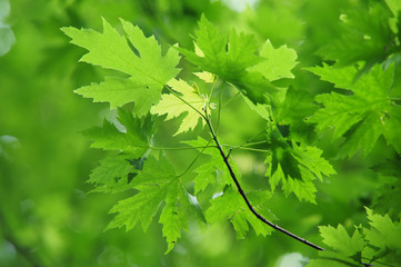 Fototapeta na wymiar Branch of young green Maple leaves