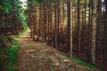 long brown pathway in deep Scandinavia forest