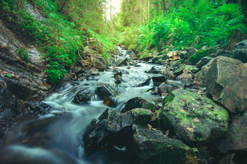 Naklejka na ściany i meble Long narrow creek in green deep Scandinavia forest