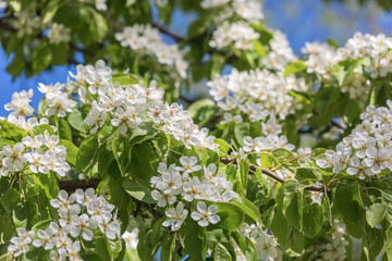Profusely flowering branch of Apple