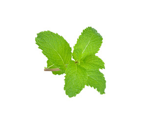 Fresh raw mint leaves isolated on white background