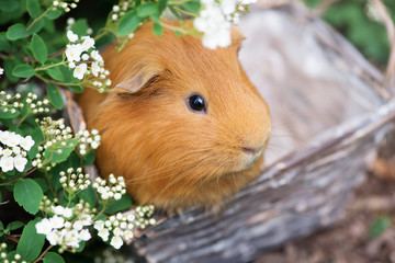 Fototapeta premium adorable guinea pig portrait outdoors