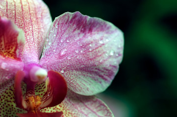 Fototapeta na wymiar Orchid with Dew drops