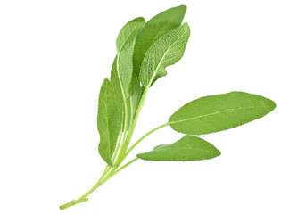 Fototapeta premium Sage plant on a white background
