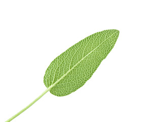 Obraz premium Sage leaves on white background