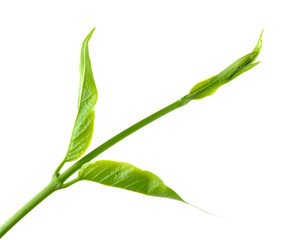 Gumnema inodorum (Lour.) Decne., Drug treatment for diabetes