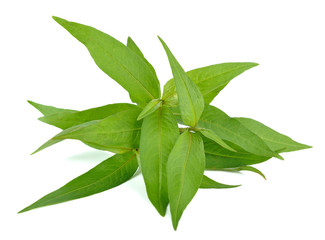 Vietnamese mint isolated on white background