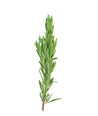 rosemary isolated on white background