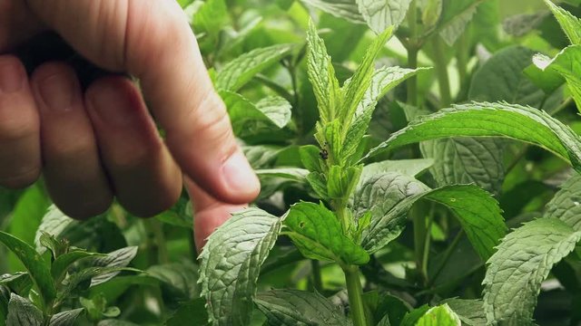 Man picking peppermint leaves in garden, homegrown organic plant production.