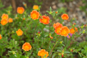 Pussley Flower or Moss Rose