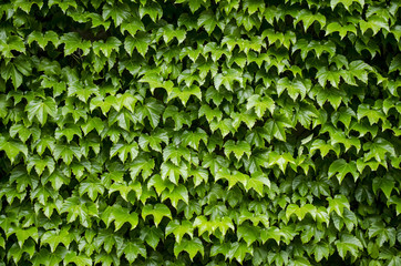 Obraz premium green foliage of the tree texture