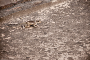 Indian chipmunk