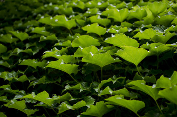 green foliage of the tree texture