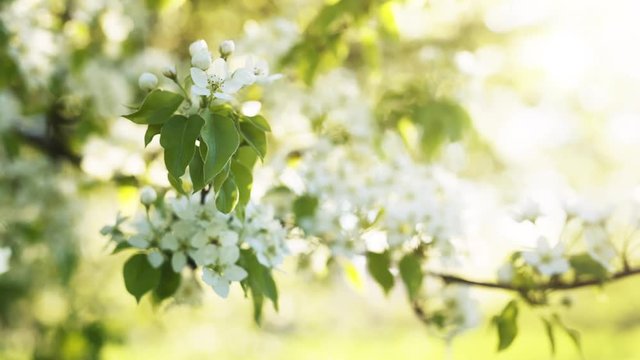 sun peaking through branches of blossom apple tree, toned footage