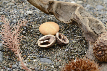 ekibany on sand, thrown out of the sea