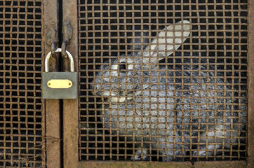 rabbit in captivity, the concept of killing animals, сaged rabb