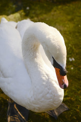 Obraz premium Swan nearly from top view