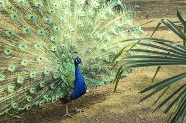 Obraz premium Portrait of beautiful peacock with feathers out