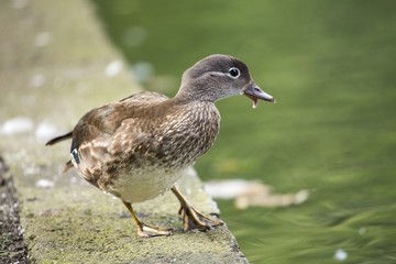Female Mandarin Duck (Aix galericulata)