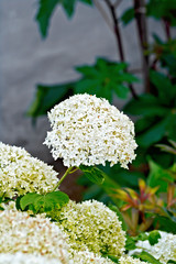 Hydrangea white with leaves