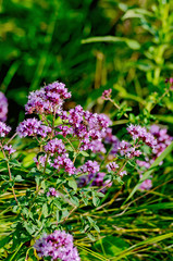 Oregano lilac with leaves
