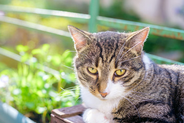 portrait of domestic tabby cat on terrace