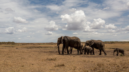 Elephant herd or family walking in dry grassland with blue cloudy sky. Taken in the Masai Mara Kenya.
