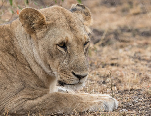 Lioness in the rain taken in the Masai Mara Kenya.